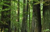 A magnífica floresta de árvores gigantes na Cathedral Grove, na estrada para Tofino, em Vancouver Island, na British Columbia, no Canadá